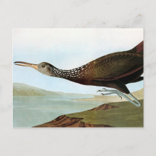 Cartão Postal Audubon: Limpkin