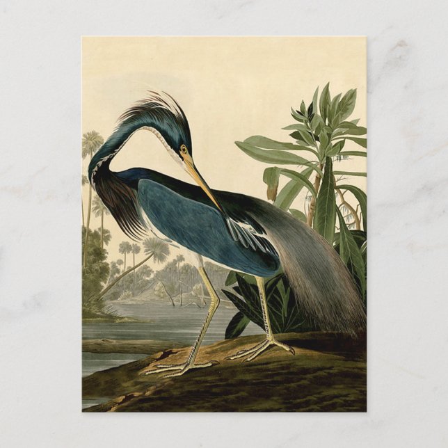 Cartão Postal Audubon Louisiana Heron Birds América Art (Frente)