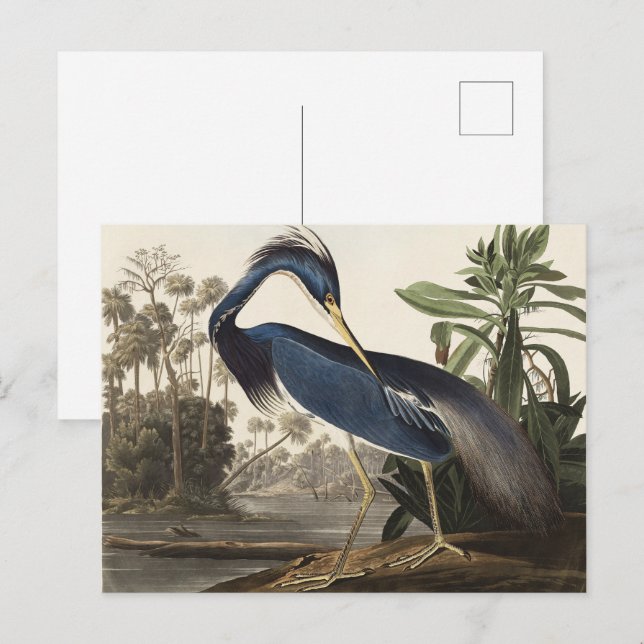 Cartão Postal Audubon Louisiana Heron Birds da América Art Impre (Frente/Verso)