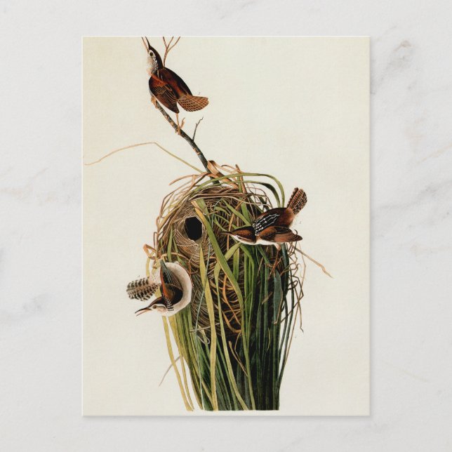 Cartão Postal Audubon Marsh Wren Bird Art (Frente)