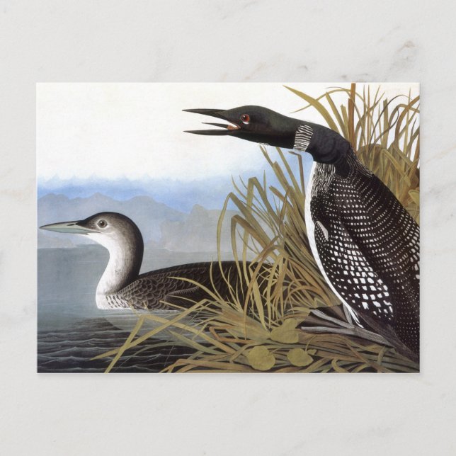 Cartão Postal Audubon: Mergulhão-Comum (Frente)