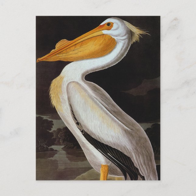 Cartão Postal Audubon: Pelicano branco Excelente (Frente)