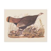 Audubon Turkey Hen e Pintinhos no outono