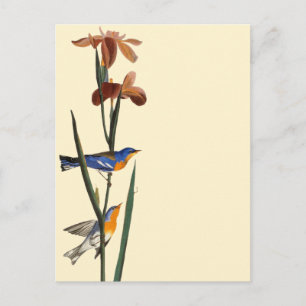 Cartão Postal Audubon: Warbler