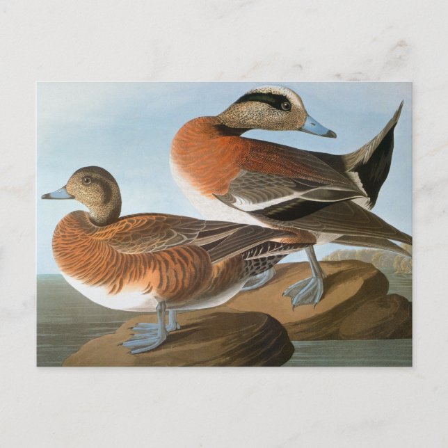 Cartão Postal Audubon: Wigeon (Frente)