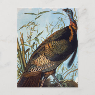 Cartão Postal Audubon: Wild Turkey