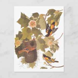 Cartão Postal Audubon's Baltimore Oriole Birds in Poplar Tree