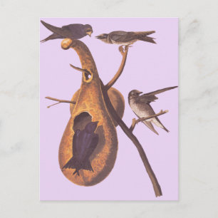 Cartão Postal Audubon's Purple Martin
