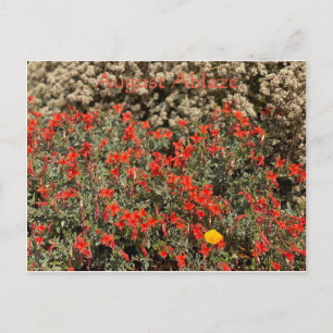 Cartão Postal August Ablaze