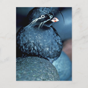 Cartão Postal Auklet Whiskered