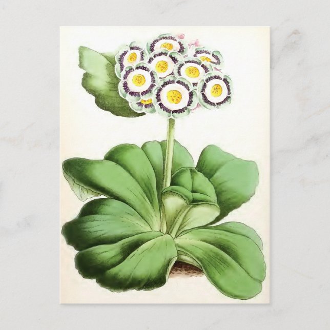 Cartão Postal "Auricula John Waterston" Flor Vintage (Frente)