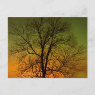 Cartão Postal Aurora Boreal & Árvore de Algodão