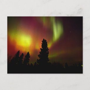 Cartão Postal Aurora Boreal e Árvores