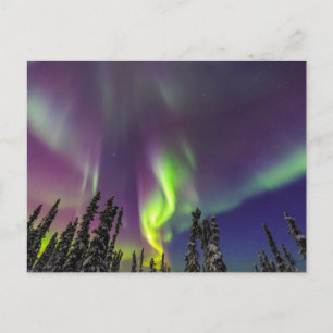 Cartão Postal Aurora Boreal   Fairbanks, Alasca