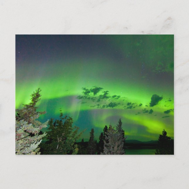 Cartão Postal Aurora borealis sobre a floresta boreal (Frente)