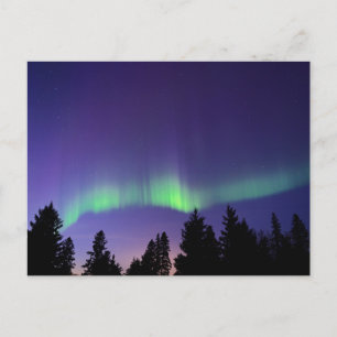 Cartão Postal Aurora Borealis & Trees Manitoba, Canada