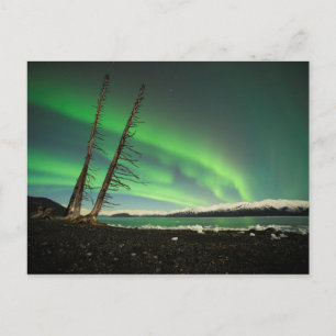 Cartão Postal Aurora de árvore inclinada