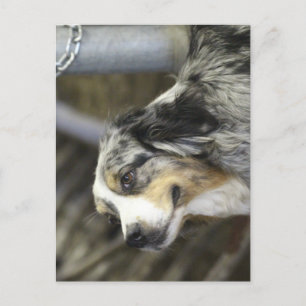 Cartão Postal Aussie