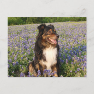 Cartão Postal Aussie no Bluebonnets