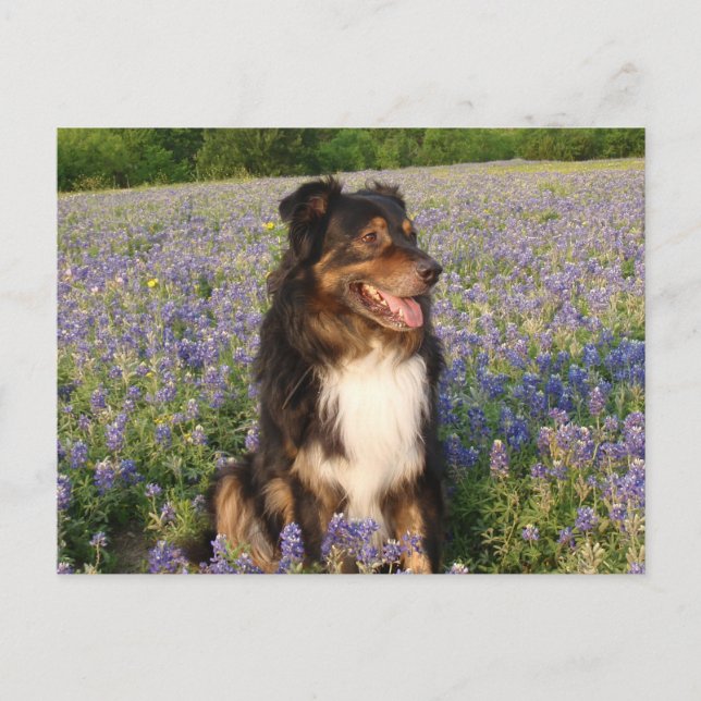 Cartão Postal Aussie no Bluebonnets (Frente)