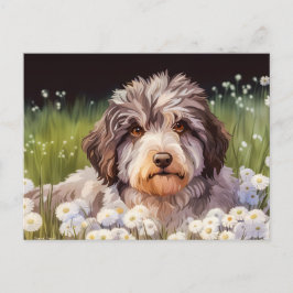 Cartão Postal Aussiedoodle mit Gänseblümchen
