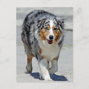 Cartão Postal Aussies - 1rua Dia da Parada de Summer Beach