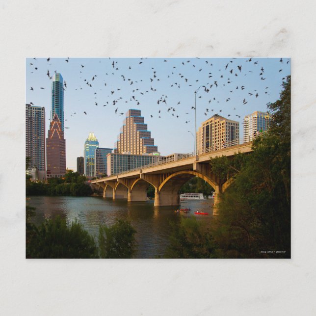 Cartão Postal Austin, Texas com Bats (Frente)