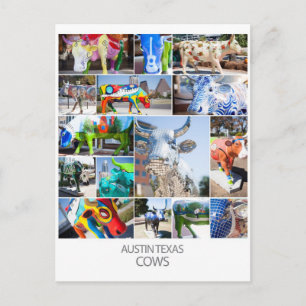 Cartão Postal Austin Texas Cows