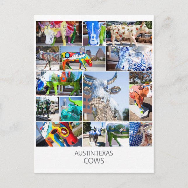 Cartão Postal Austin Texas Cows (Frente)