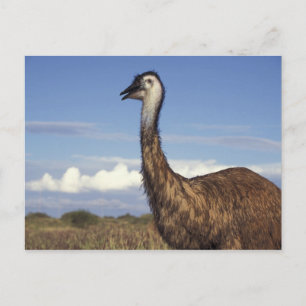 Cartão Postal Austrália, Austrália Ocidental. Emu (Dromaius)