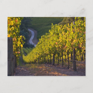 Cartão Postal Austrália do Sul, Colinas de Adelaide, Summertown.