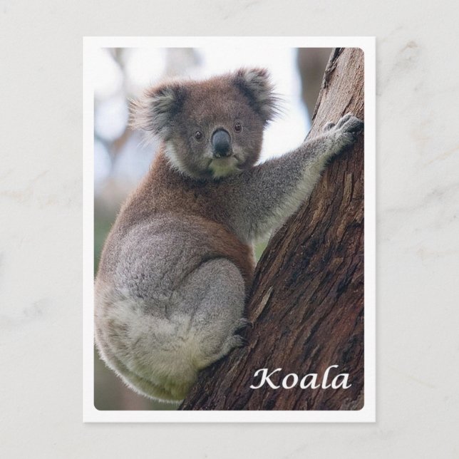 Cartão Postal Austrália - Koala - (Frente)