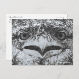 Cartão Postal Australian Wildlife, Nature's Curmudgeon, Animal