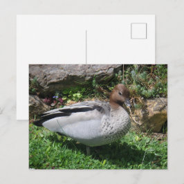 Cartão Postal Australian Wood Duck in Tranquil Garden