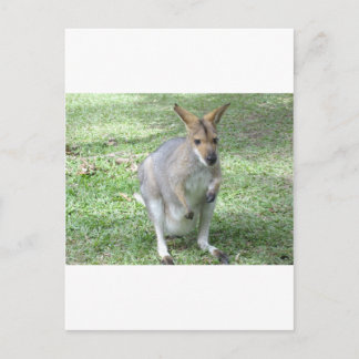 Cartão Postal australiana Wallaby