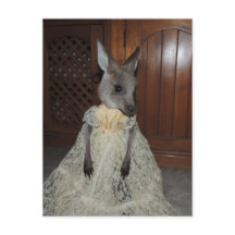 australiano Kangaroo Joey