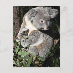 Cartão Postal Australiano Koala