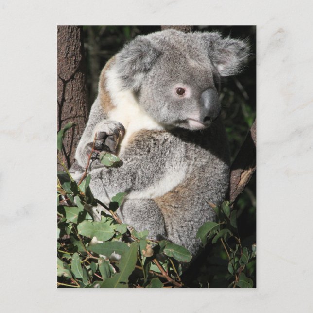 Cartão Postal Australiano Koala (Frente)