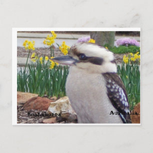 Cartão Postal Australiano Kookaburra