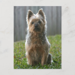 Cartão Postal Australiano Silky Terrier
