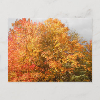 Cartão Postal Autumn Adirondacks Árvores Paisagem