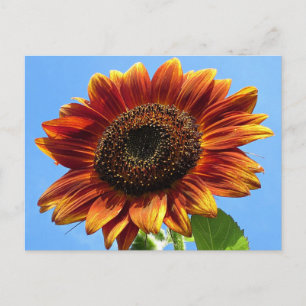 Cartão Postal Autumn Beauflower Sunflower