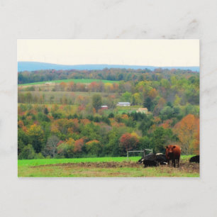 Cartão Postal Autumn Cows