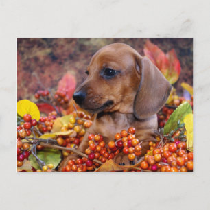 Cartão Postal Autumn Dachshund Puppy