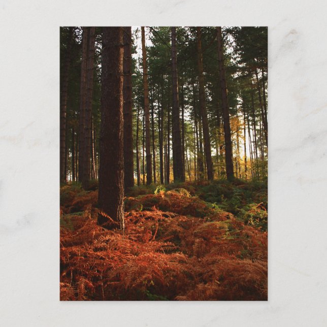 Cartão Postal Autumn Ferns (Frente)