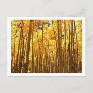 Cartão Postal Autumn Foilage