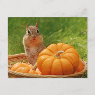 Cartão Postal Autumn Harvest Chipunk
