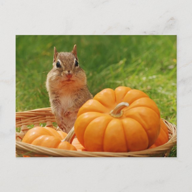 Cartão Postal Autumn Harvest Chipunk (Frente)