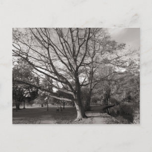 Cartão Postal Autumn Landscape Bute Park Cardiff