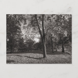Cartão Postal Autumn Landscape Bute Park Cardiff